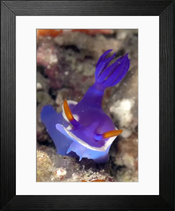 Framed Print : Picture No. 11675186 Framed Print : Picture No. 11675186