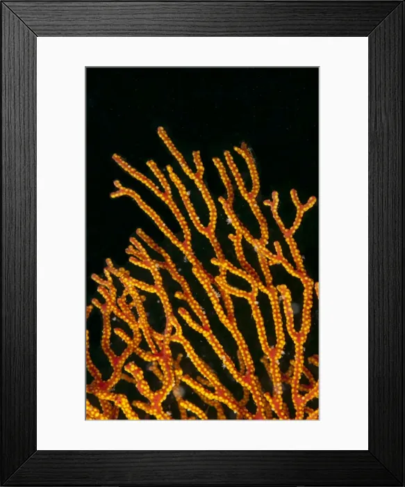 Framed Print : Picture No. 11675185 Framed Print : Picture No. 11675185