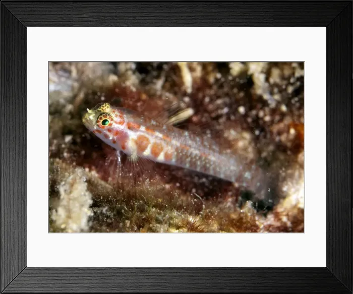 Framed Print : Picture No. 11675187 Framed Print : Picture No. 11675187