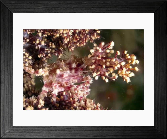 Framed Print : Picture No. 11675188 Framed Print : Picture No. 11675188
