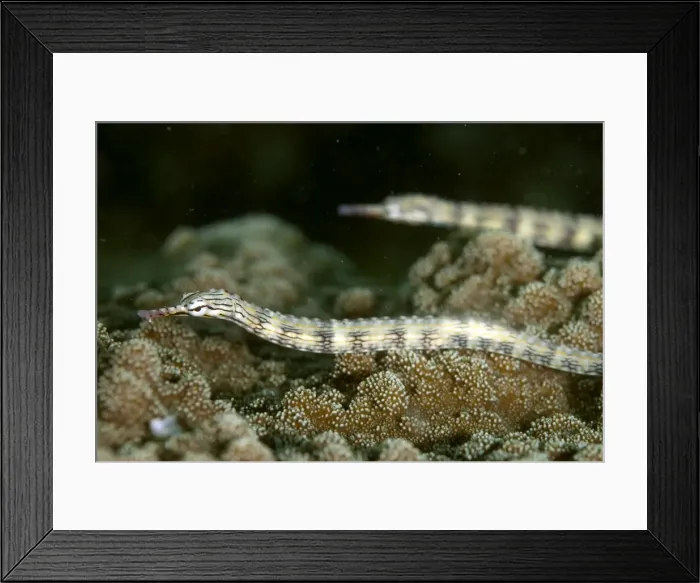Framed Print : Picture No. 11675189 Framed Print : Picture No. 11675189