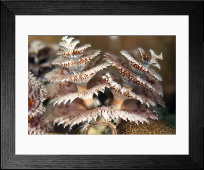 Framed Print : Picture No. 11675191 Framed Print : Picture No. 11675191