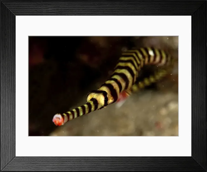 Framed Print : Picture No. 11675193 Framed Print : Picture No. 11675193