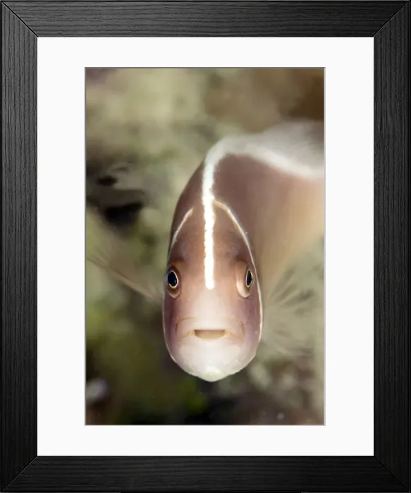 Framed Print : Picture No. 11675194