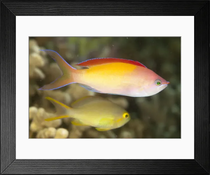 Framed Print : Picture No. 11675195 Framed Print : Picture No. 11675195
