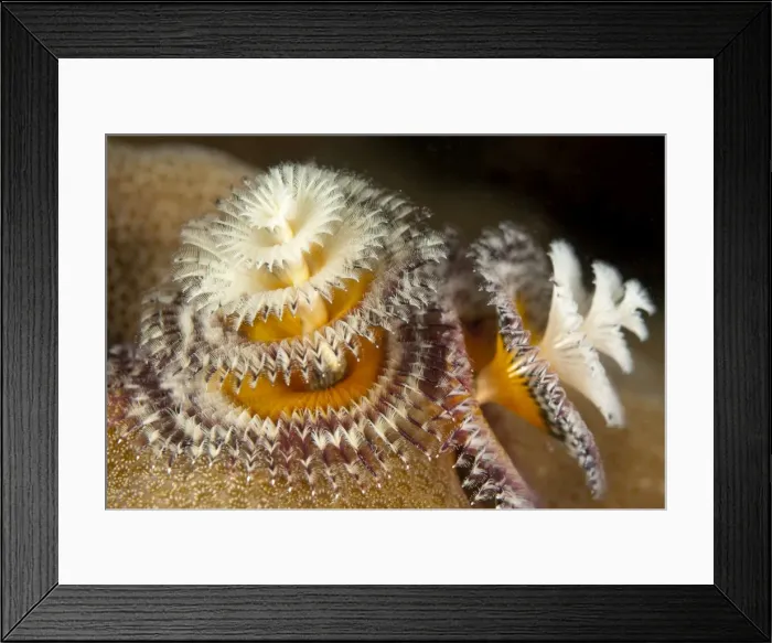 Framed Print : Picture No. 11675192 Framed Print : Picture No. 11675192