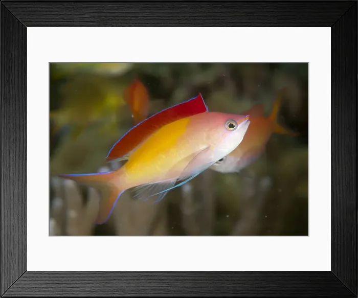 Framed Print : Picture No. 11675196 Framed Print : Picture No. 11675196