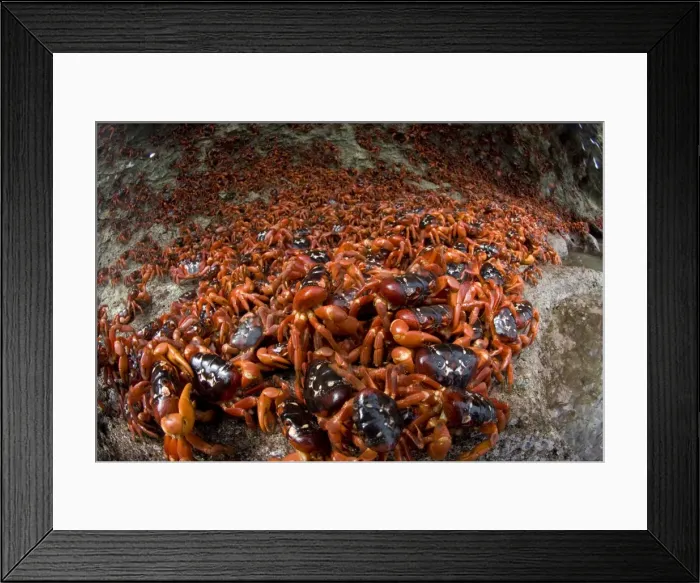 Framed Print : Picture No. 11675197 Framed Print : Picture No. 11675197