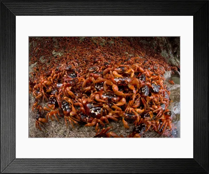 Framed Print : Picture No. 11675198 Framed Print : Picture No. 11675198