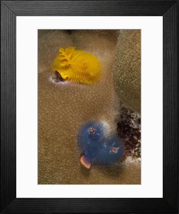 Framed Print : Picture No. 11675200 Framed Print : Picture No. 11675200