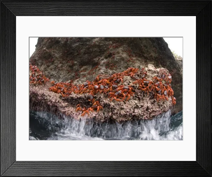 Framed Print : Picture No. 11675199 Framed Print : Picture No. 11675199