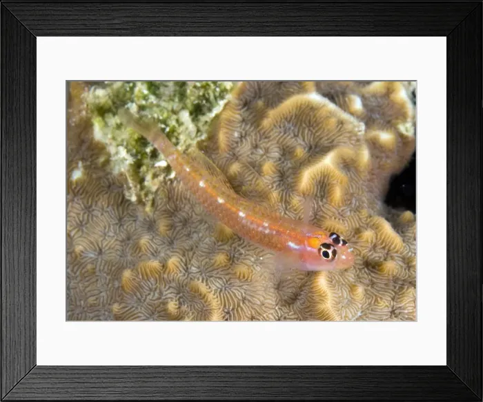 Framed Print : Picture No. 11675201 Framed Print : Picture No. 11675201