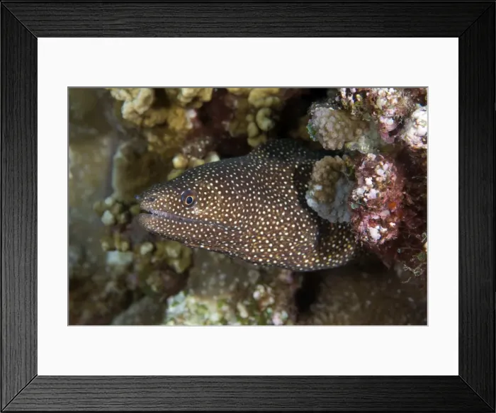 Framed Print : Picture No. 11675203 Framed Print : Picture No. 11675203