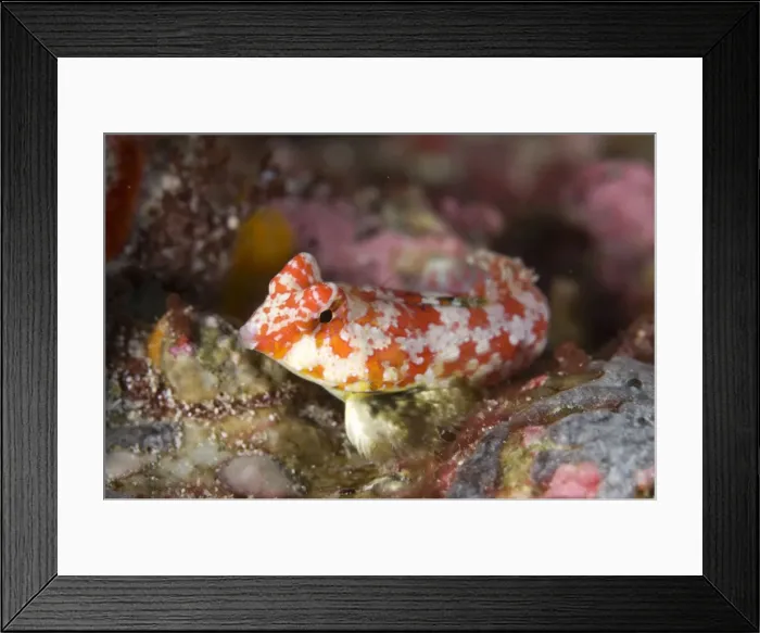 Framed Print : Picture No. 11675204 Framed Print : Picture No. 11675204