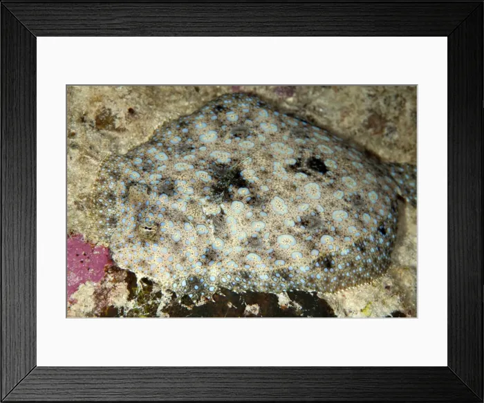 Framed Print : Picture No. 11675205 Framed Print : Picture No. 11675205