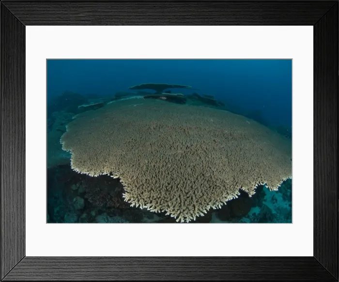 Framed Print : Picture No. 11675207 Framed Print : Picture No. 11675207