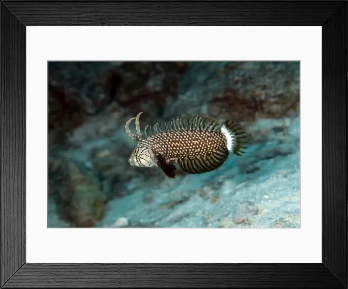 Framed Print : Picture No. 11675208 Framed Print : Picture No. 11675208