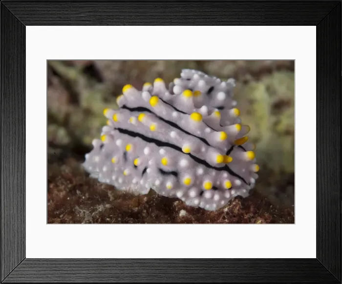 Framed Print : Picture No. 11675209 Framed Print : Picture No. 11675209