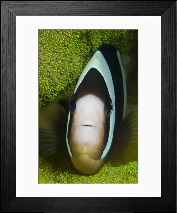 Framed Print : Picture No. 11675210 Framed Print : Picture No. 11675210