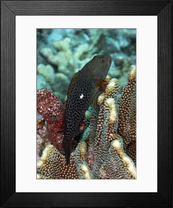 Framed Print : Picture No. 11675206 Framed Print : Picture No. 11675206