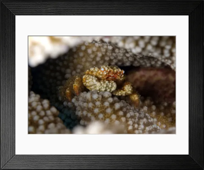 Framed Print : Picture No. 11675211 Framed Print : Picture No. 11675211