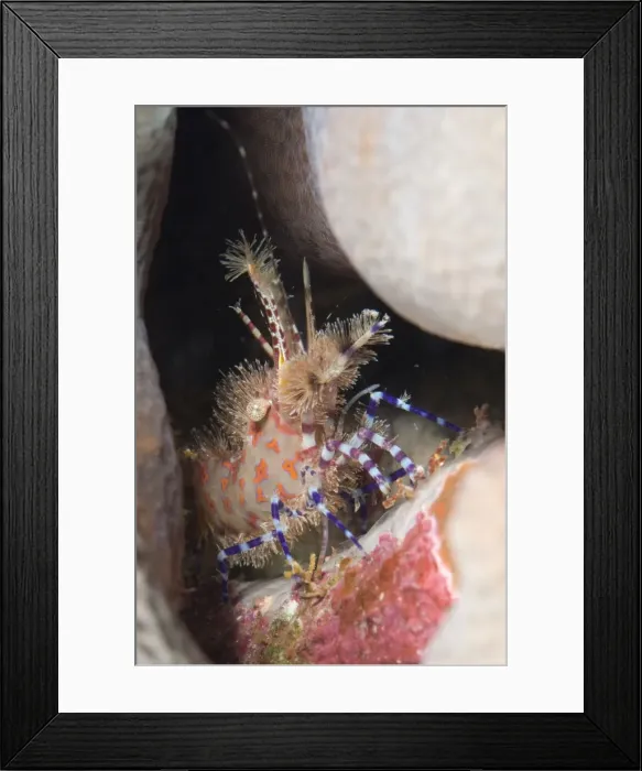 Framed Print : Picture No. 11675212 Framed Print : Picture No. 11675212