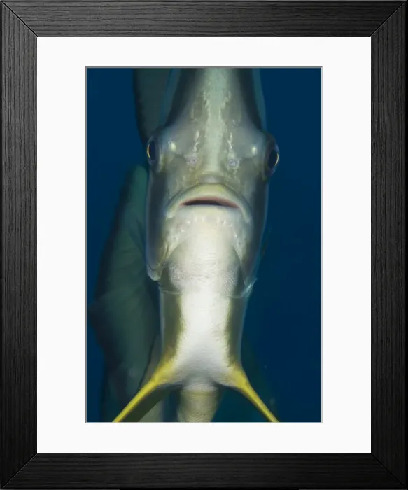 Framed Print : Picture No. 11675214 Framed Print : Picture No. 11675214