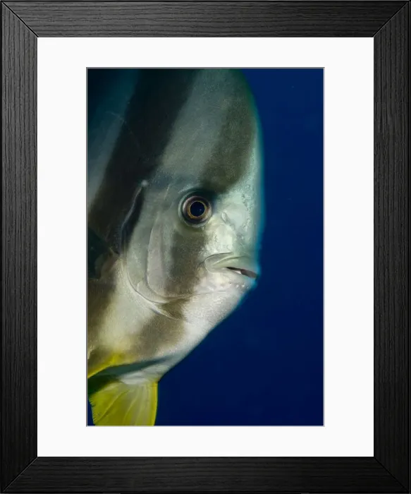 Framed Print : Picture No. 11675215 Framed Print : Picture No. 11675215