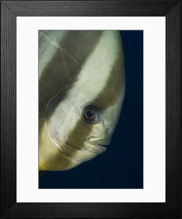 Framed Print : Picture No. 11675216 Framed Print : Picture No. 11675216
