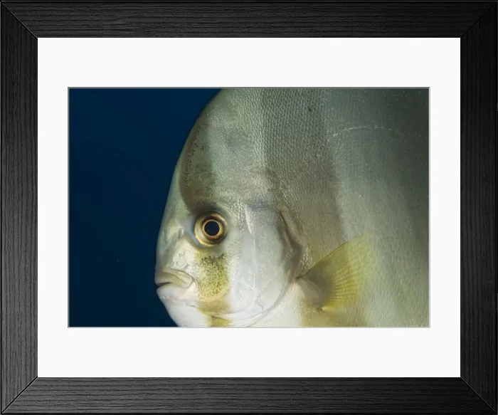 Framed Print : Picture No. 11675213 Framed Print : Picture No. 11675213