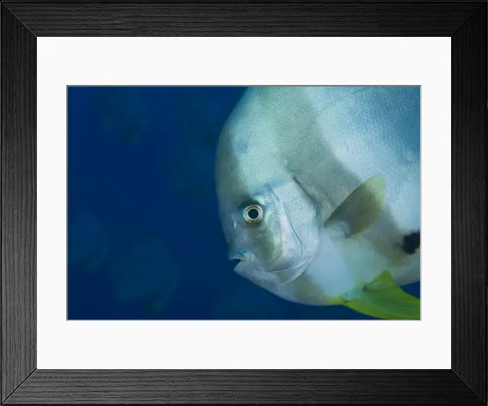 Framed Print : Picture No. 11675217 Framed Print : Picture No. 11675217