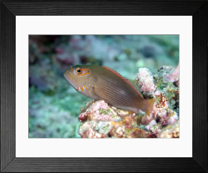 Framed Print : Picture No. 11675218 Framed Print : Picture No. 11675218