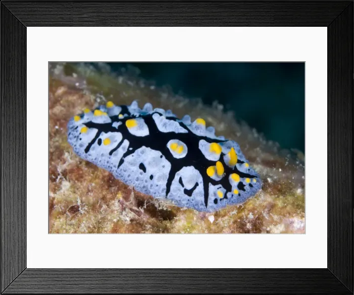 Framed Print : Picture No. 11675220 Framed Print : Picture No. 11675220