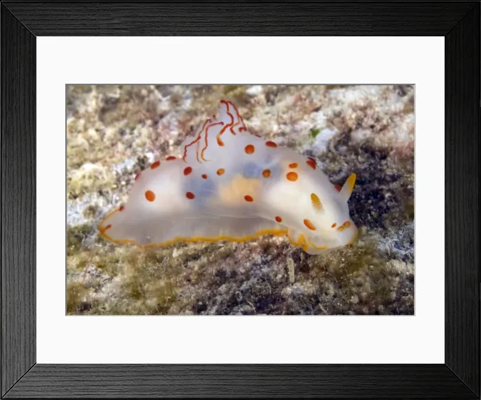 Framed Print : Picture No. 11675219 Framed Print : Picture No. 11675219