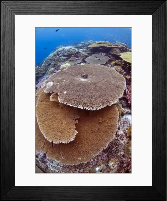 Framed Print : Picture No. 11675223 Framed Print : Picture No. 11675223