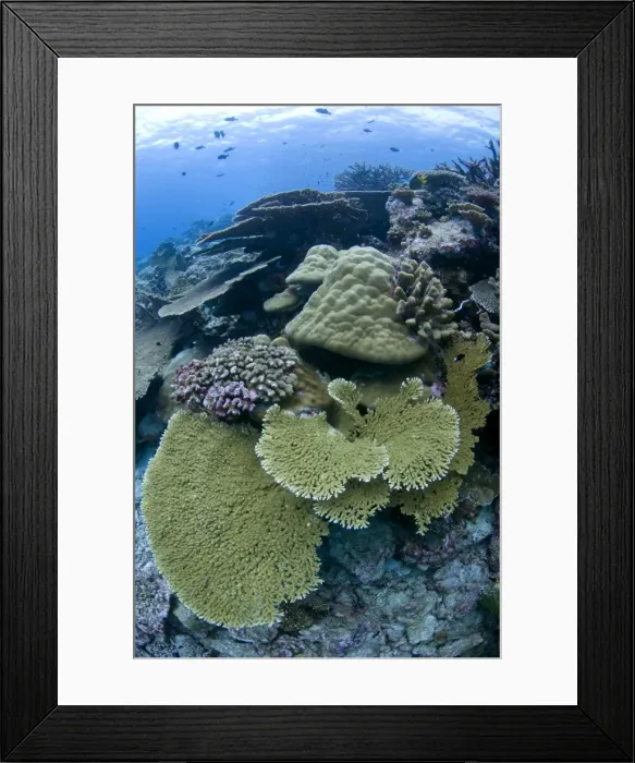 Framed Print : Picture No. 11675222 Framed Print : Picture No. 11675222
