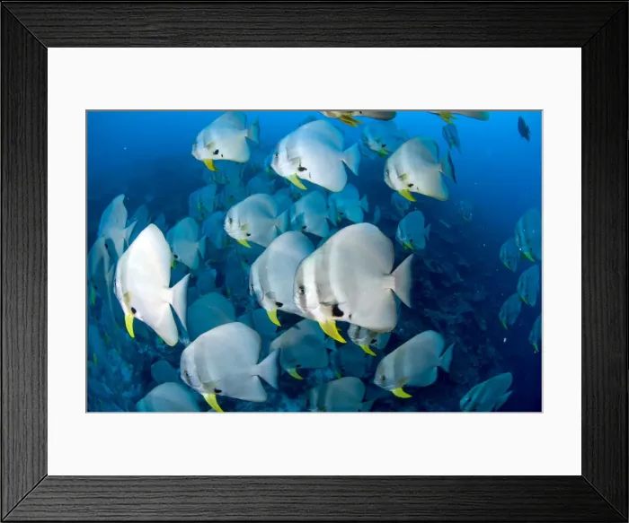 Framed Print : Picture No. 11675224 Framed Print : Picture No. 11675224
