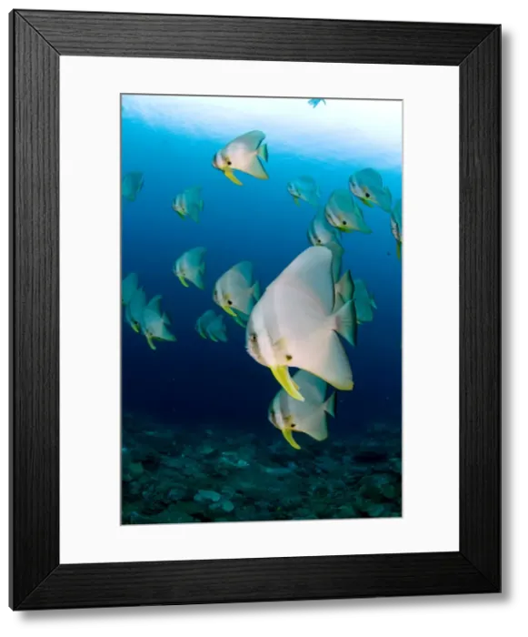 Framed Print : Picture No. 11675226 Framed Print : Picture No. 11675226