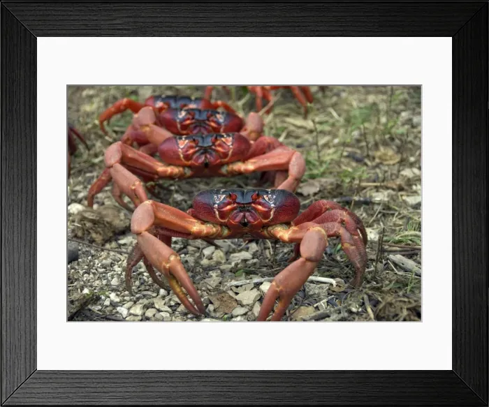 Framed Print : Picture No. 11675227 Framed Print : Picture No. 11675227
