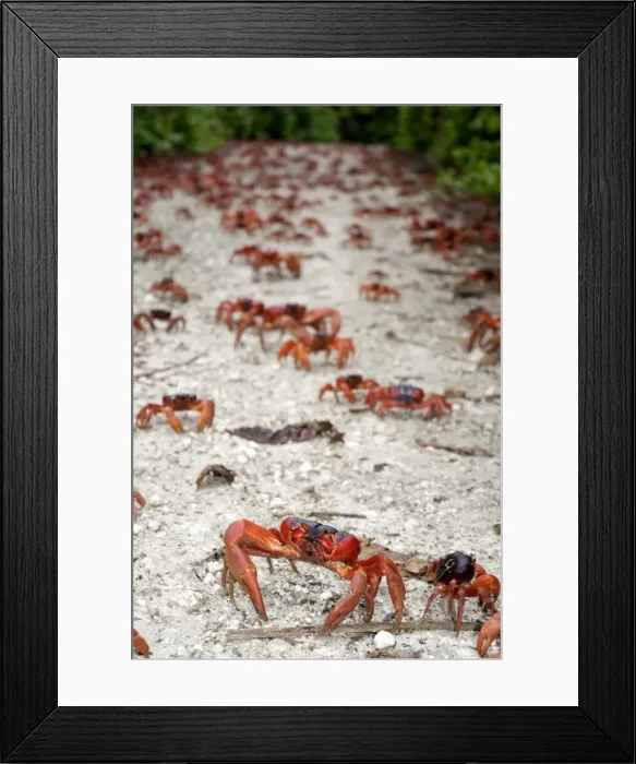 Framed Print : Picture No. 11675228 Framed Print : Picture No. 11675228