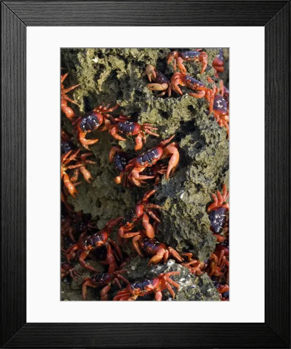 Framed Print : Picture No. 11675229 Framed Print : Picture No. 11675229