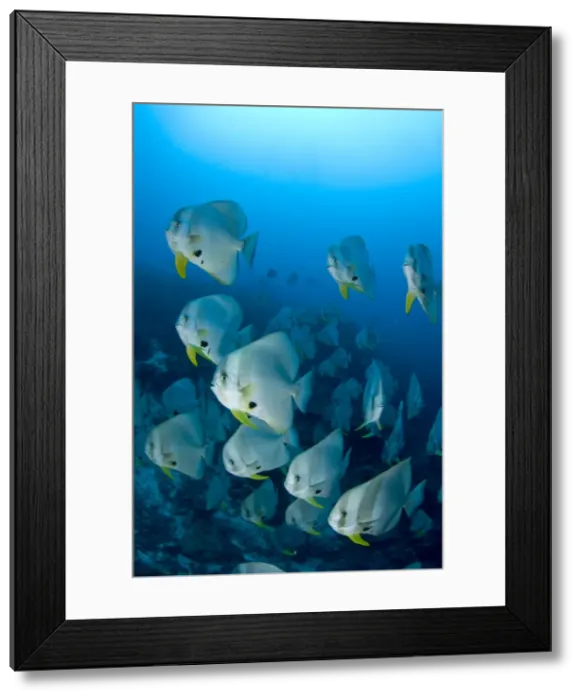 Framed Print : Picture No. 11675225 Framed Print : Picture No. 11675225