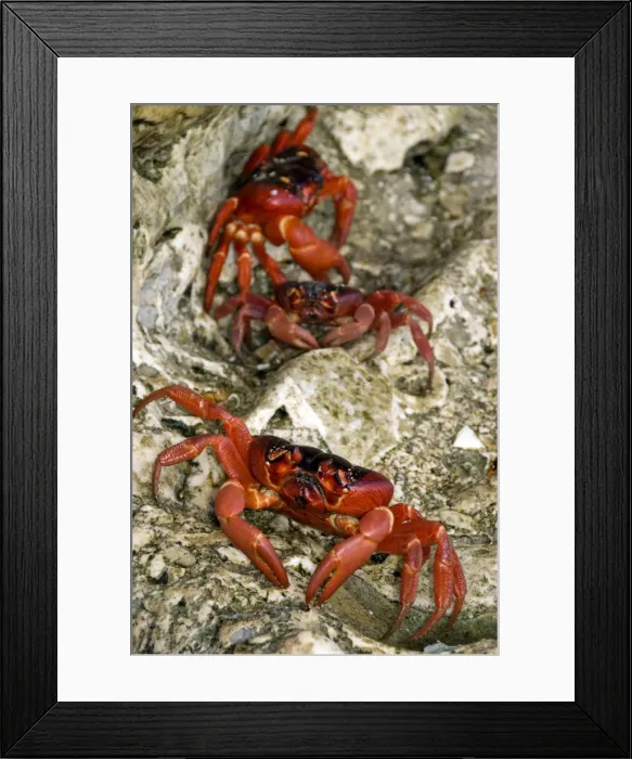 Framed Print : Picture No. 11675231 Framed Print : Picture No. 11675231