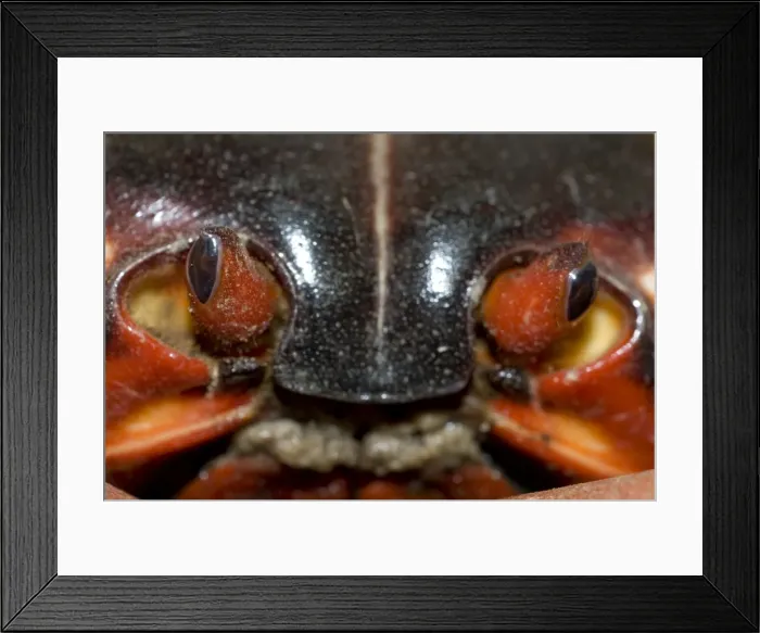 Framed Print : Picture No. 11675232 Framed Print : Picture No. 11675232
