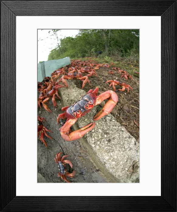 Framed Print : Picture No. 11675233 Framed Print : Picture No. 11675233