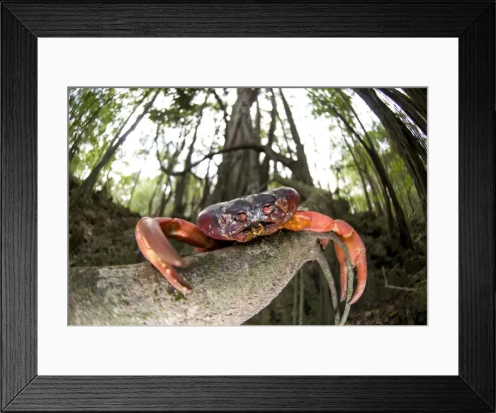 Framed Print : Picture No. 11675234 Framed Print : Picture No. 11675234