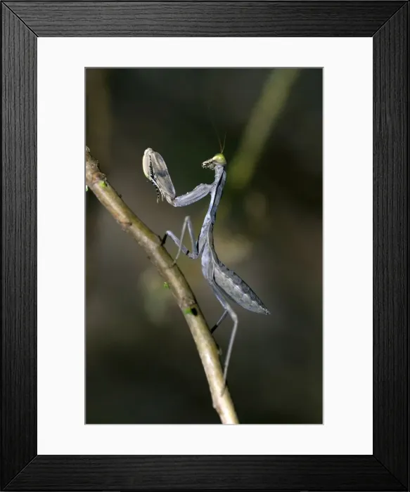 Framed Print : Picture No. 11675230 Framed Print : Picture No. 11675230