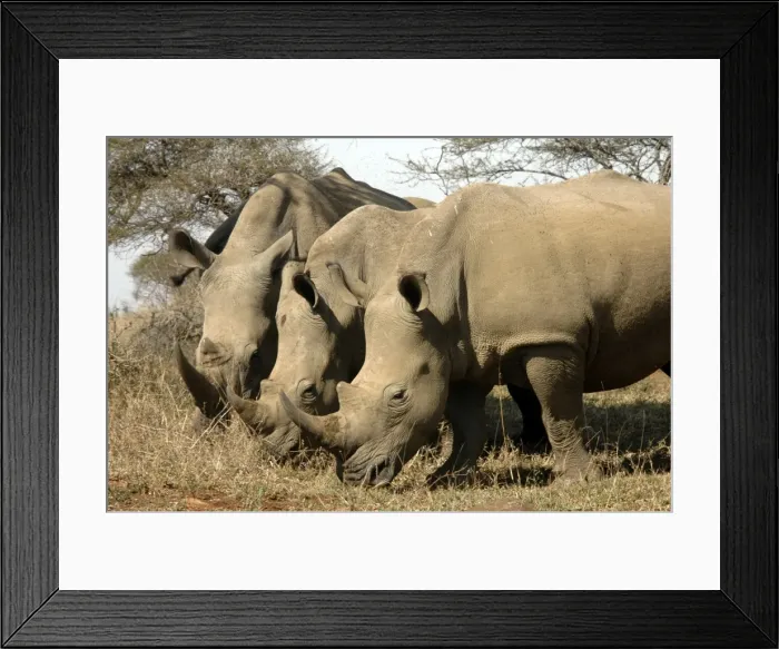 Framed Print : Picture No. 11675238 Framed Print : Picture No. 11675238