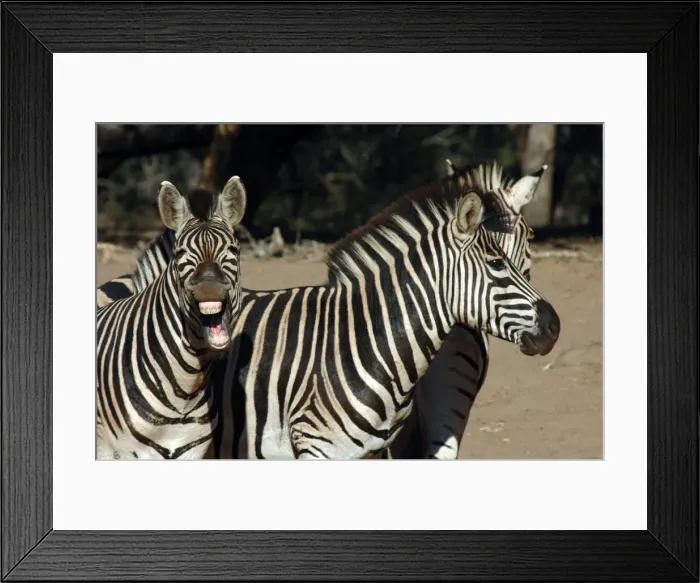 Framed Print : Picture No. 11675239 Framed Print : Picture No. 11675239