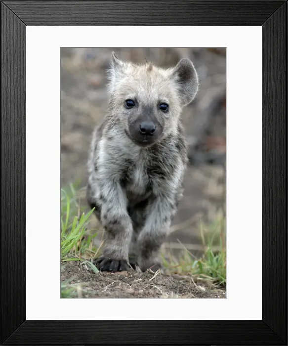 Framed Print : Picture No. 11675240 Framed Print : Picture No. 11675240